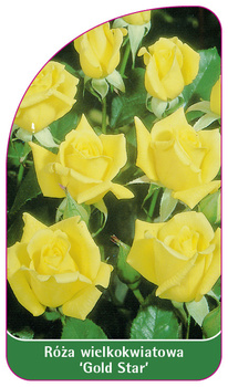 Róza wielkokwiatowa `Gold Star'